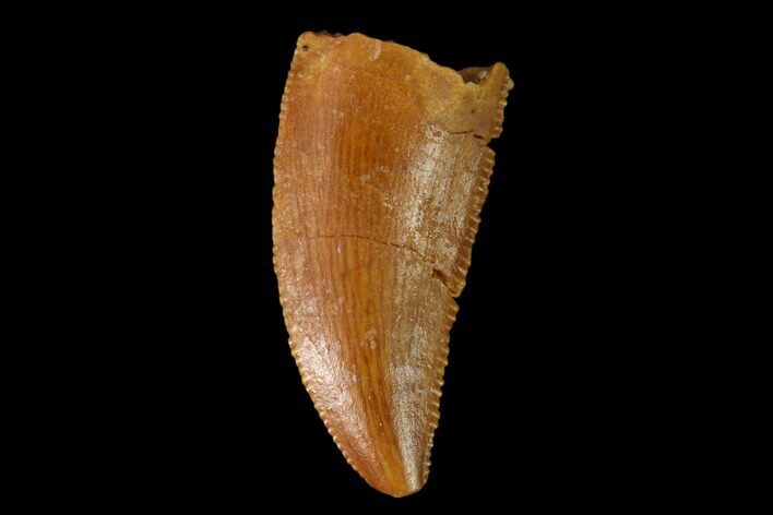 Serrated, Raptor Tooth - Real Dinosaur Tooth #157916